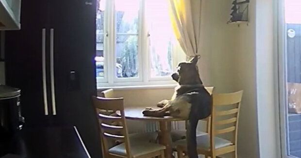 Während die Besitzer weg sind, kann der Hund sich sonnen, wo er will