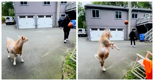 Die Halter haben mit der Kamera festgehalten, wie ihre Ziege Basketball spielen kann