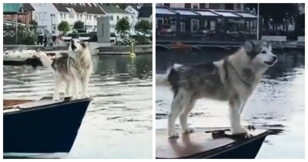 Hund liebt Bootsfahrten: Fischer haben eine passende Beschäftigung für ihn gefunden