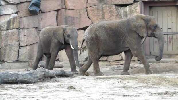 Zwei Elefanten, die 50 Jahre lang in einem Zirkus gehalten wurden, sind endlich frei: Sie haben großes Glück und Trost gefunden