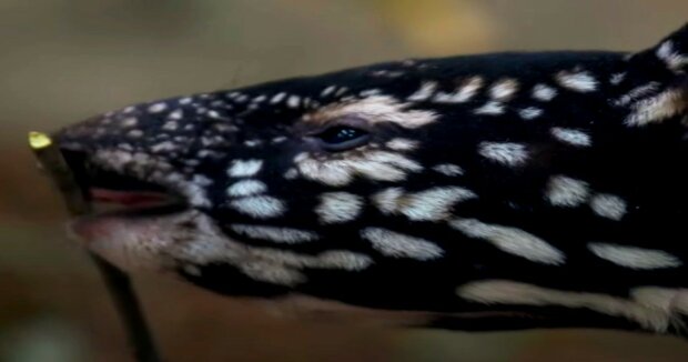 Ein seltener malaiischer Tapir, der im Roten Buch aufgeführt ist, wurde geboren