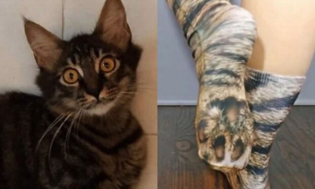 Der Besitzer kaufte Socken in Form von Katzenpfoten und verwirrte sein Haustier