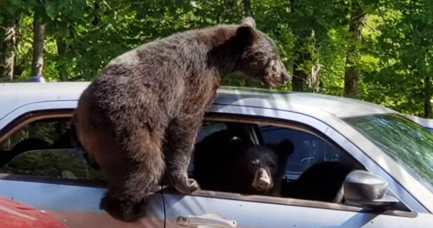 Ein Mann kam aus seinem Haus und sah eine ganze Bärenfamilie in seinem Auto