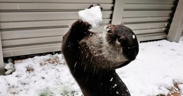 Menschen teilten Aufnahmen von Ottern, die gerne im Schnee herumtollen