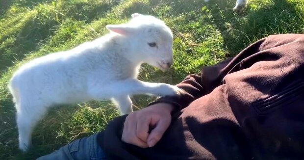 Ein entzückendes kleines Lamm bittet seinen Halter höflich um einen Gefallen: herzliche Aufnahmen