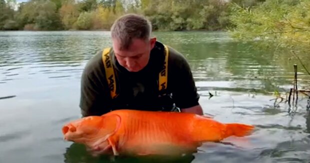 In Frankreich wurde der größten Goldfisch gefangen, der seit 20 Jahren ständig wächst