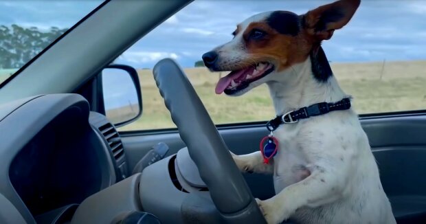 Der Hund wurde von Polizei wegen “rücksichtslosen Fahrens” angehalten