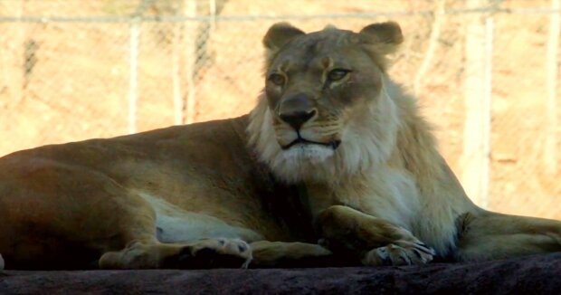 Eine Löwin bringt Zoomitarbeiter in Verlegenheit, als sie sich eine Mähne wie beim König des Dschungels wachsen ließ