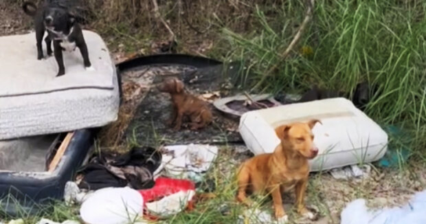 Eine Frau kam von der Arbeit und fand eine ganze Hundefamilie vor, die auf alten Matratzen im Müll schlief