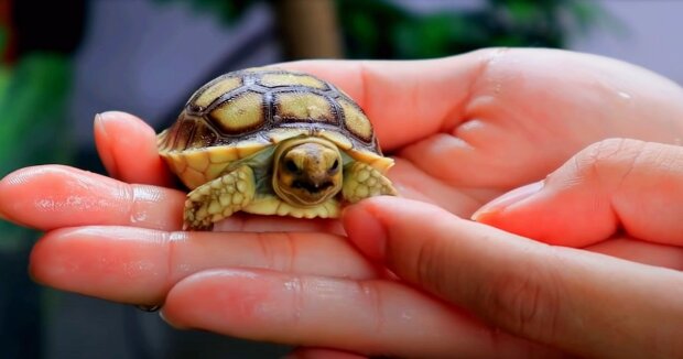 Die 24-jährige treue Schildkröte wurde bei der Hochzeit ihres Halters zum Blumenmädchen: herzliche Aufnahmen