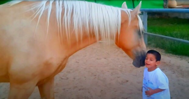 Das große Pferd findet immer Zeit, mit dem Jungen mit besonderen Bedürfnissen zu spielen