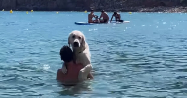 Der Hund umarmt seinen Besitzer jedes Mal, wenn er schwimmt, damit er sich sicherer fühlt