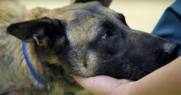 Der Hund, der in acht Jahren 38 Menschenleben gerettet hat, hat eine Auszeichnung für seine Tapferkeit erhalten und kann nun am Strand spielen