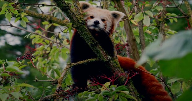 Zwei entzückende Zwillinge des Roten Pandas treffen in einem Wildpark zum ersten Mal auf Menschen