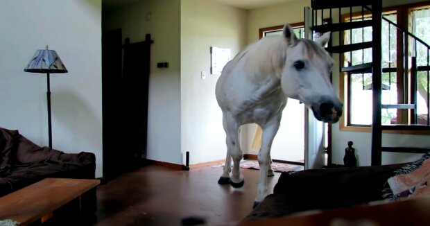 Ein neugieriges Pferd betrat ohne Einladung schamlos das Haus