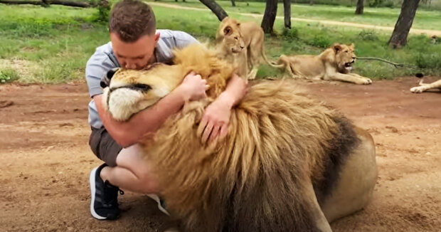 Ein Mitarbeiter eines Safariparks ist zum besten Freund eines Löwen geworden: Der Mann streichelt und verwöhnt das Tier seit Jahren