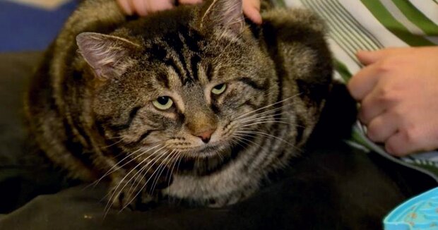 Der alte Kater wurde ganz allein gelassen, bis er auf seinem Weg gute Menschen traf