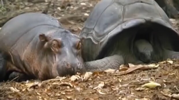 Ein kleines Nilpferd ist Waise geworden und bittet eine Schildkröte, seine Mutter zu sein