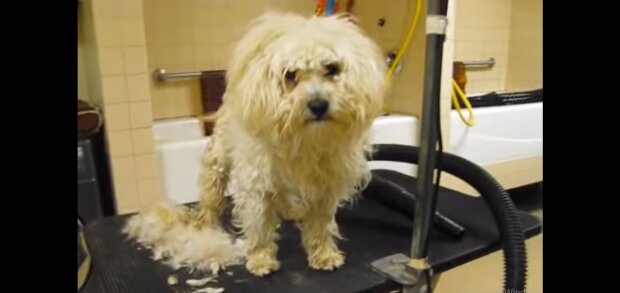 Glücklicher Zufall: Der Hund wurde eine Stunde, bevor er sein Leben verlieren konnte, aus dem Tierheim abgeholt