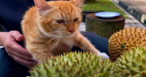 Der Kater zeigte vor der Kamera, was man mit Durian machen soll: lustige Aufnahmen