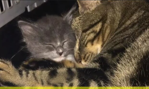 “Sie bedeckt mich mit Liebe und Fürsorge”: Katze “adoptiert” verwaistes Kätzchen und bringt ihm das Kuscheln bei