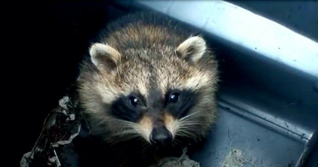 Der Waschbär bittet eine freundliche Frau, ihm aus der Mülltonne rauskommen zu helfen