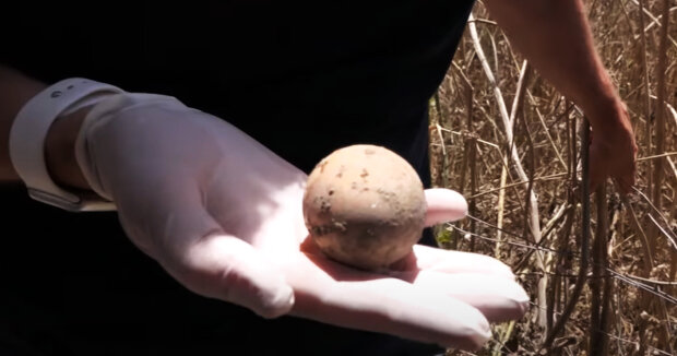 Ein 1.000 Jahre altes Ei: Archäologen teilen Aufnahmen von ihrem Fund in Israel