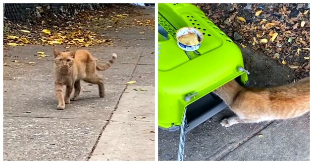 Eine streunende Katze sprang selbst in eine Transportbox, um die Straße zu verlassen