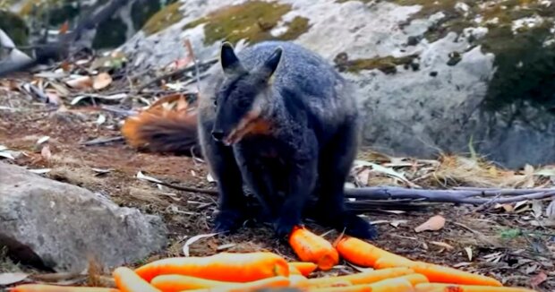 Australier werfen Karotten aus Flugzeugen ab, um so viele Wildtiere wie möglich zu füttern