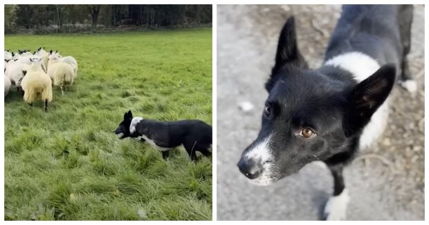 Mutig und treu: Der Hund hat seine Vorderpfote verloren und hilft seinem Frauchen weiterhin beim Schafehüten