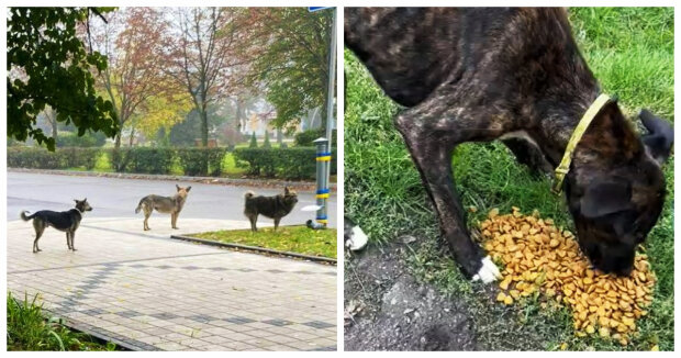 Ein Freiwilliger sah Hunde auf der Straße, die geduldig in einer Schlange auf ihr Futter warteten