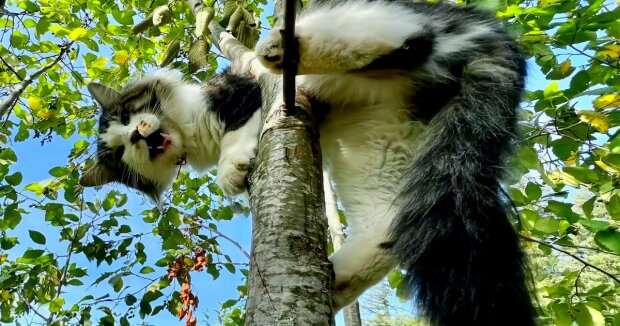 Der flauschige Kater kletterte auf einen Baum und saß oben, bis die Retter ihm zu Hilfe kamen