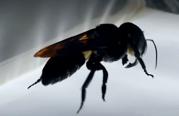 In Indonesien wurde eine riesige Biene gefunden, die seit fast 40 Jahren nicht mehr gesehen wurde