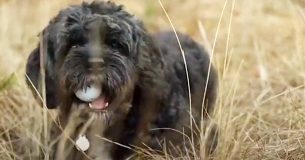 Der Hund kümmert sich um die Umwelt und hilft Kindern: Der Vierbeiner findet und holt alle Golfbälle