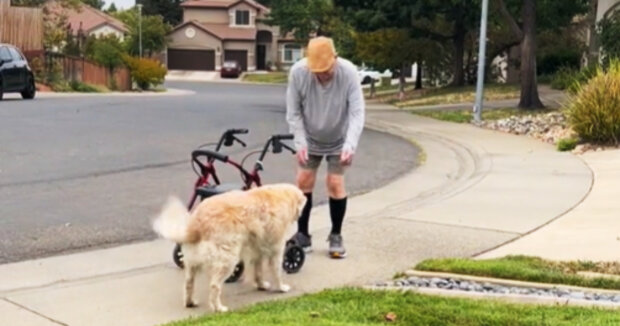 Der Hund wartet jeden Tag auf dem Rasen auf seinen besten Freund: Der ältere Mann ist dem Hund dankbar