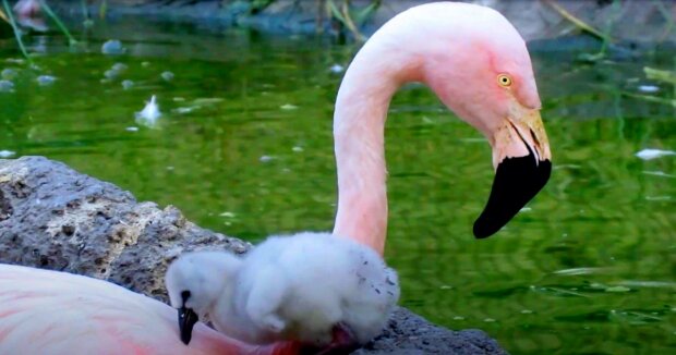 Mutter bringt Babyflamingo bei, auf einem Bein zu stehen: süße Aufnahmen