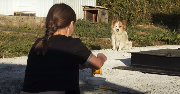 Eine Frau hat ihren Hund nach 12 Jahren gefunden: Der Hund gewöhnt sich an Liebe und Pflege