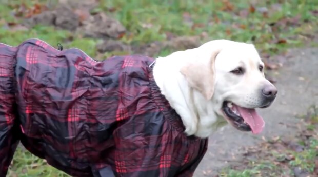 “Er ist in ein paar Jahren um die halbe Welt gereist”: Der Hund hilft seiner schwachen Besitzerin, die Welt zu entdecken