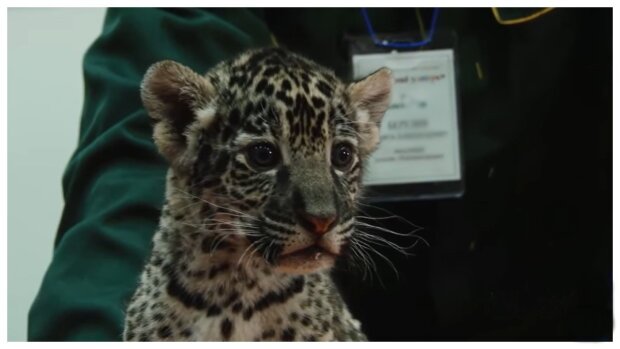 Ersatzmama: Wie eine freundliche Hündin zur Pflegemutter für ein Leopardenbaby wurde