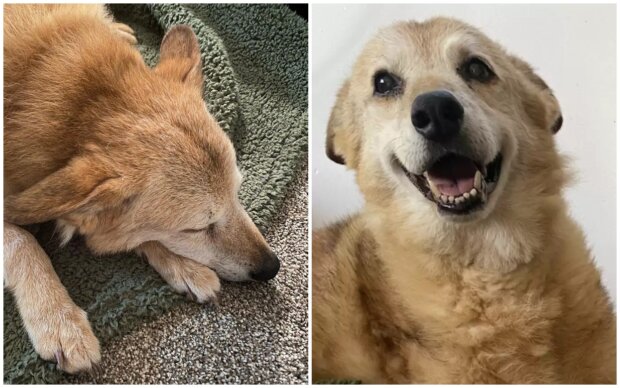 “Er hat so lange gewartet”: Ein Hund, der 14 Jahre lang im Tierheim lebte, hat ein liebevolles Frauchen und ein gemütliches Zuhause gefunden