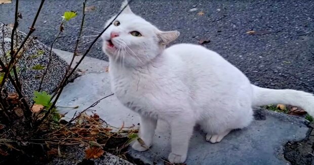 Ein älterer und hungriger Kater kam an die Haustür der Menschen, um um Hilfe zu bitten