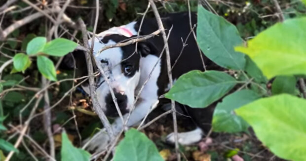 Eine Frau suchte zwei Tage lang nach einem Hund, den Anwohner im Wald gesehen hatten: Der Vierbeiner lag in einem Gebüsch