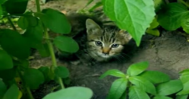 Kätzchen, das allein im Gebüsch gefunden wurde, hat jetzt ein gemütliches Zuhause und liebevolle Halter