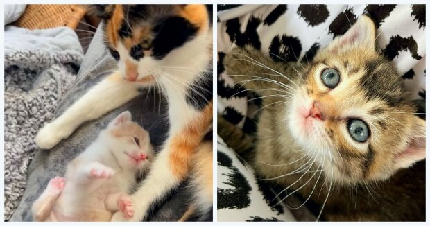 Die Katze und ihr einziges Kätzchen adoptierten ein fremdes Kätzchen als ihr eigenes
