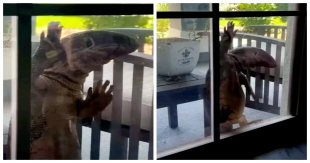 Eine große Eidechse versuchte, in das Haus der Familie zu klettern: Menschen filmten das Reptil vor der Kamera