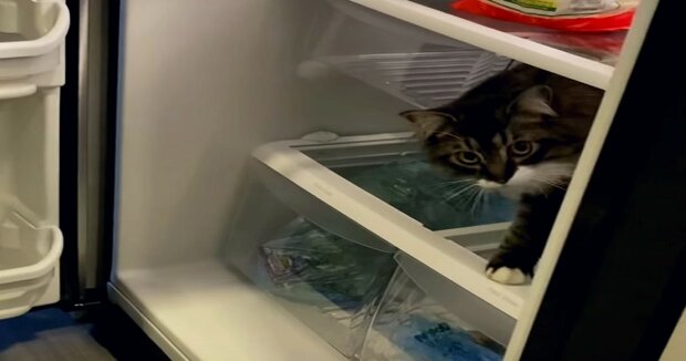 Schelmischer Kater versteckte sich im Kühlschrank und wartete darauf, dass seine Halterin ihn bemerkte: lustige Aufnahmen