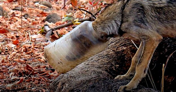 Ein Wolf mit der Plastikdose auf dem Kopf ging selbst aus dem dichten Dickicht zu Menschen, damit sie ihm helfen würden, sich zu befreien