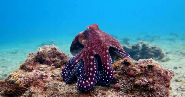 Die Frau hat unter Wasser einen Weg gefunden, einem Oktopus zu helfen, und er hat herausgefunden, wie er ihr “Danke” sagen kann