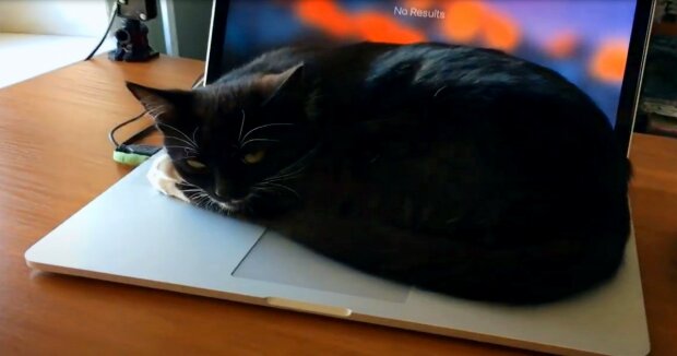 Der Kater legt sich auf den Laptop des Halters und fordert ihn dreist auf, mit der Arbeit aufzuhören: lustige Aufnahmen