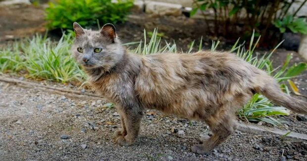 Der Kater begrüßt seine Halterin jeden Morgen, um ihr für die Rettung zu danken